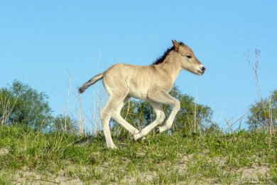 Konikpaarden Ooijpoort bij Nijmegen