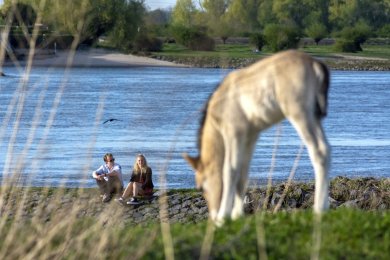 Konikpaarden Ooijpoort bij Nijmegen