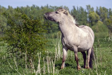 Konikpaarden Ooijpoort bij Nijmegen