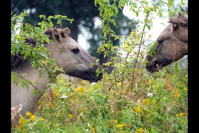 Konikpaarden Ooijpoort bij Nijmegen