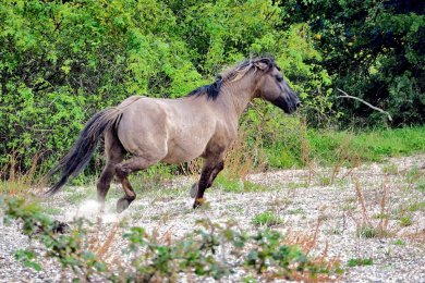 Konikpaarden Ooijpoort bij Nijmegen