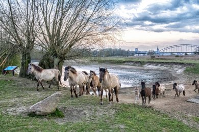 Konikpaarden Ooijpoort bij Nijmegen
