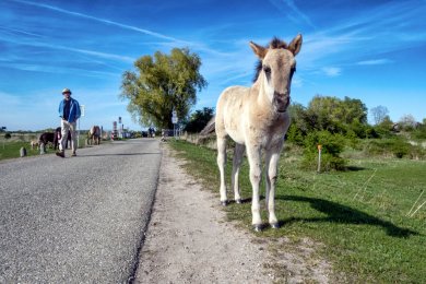 Konikpaarden Ooijpoort bij Nijmegen