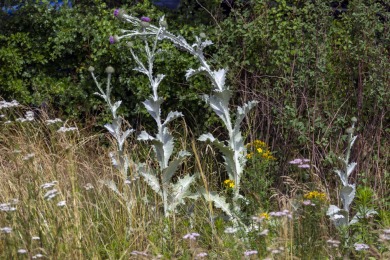 Groene perron Nijmegen