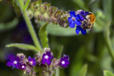 Groene perron Nijmegen