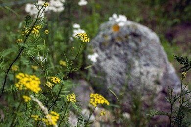 Groene perron Nijmegen