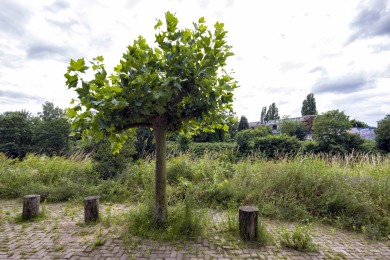 Groene perron Nijmegen