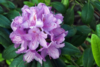 Keizer Karelplein Nijmegen