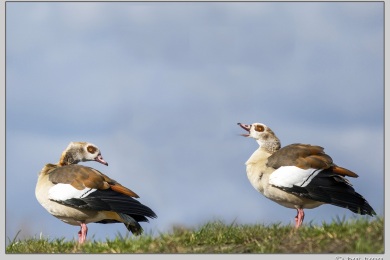 De Ooij bij Nijmegen