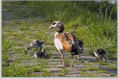 De Ooij bij Nijmegen