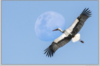 De Ooij bij Nijmegen