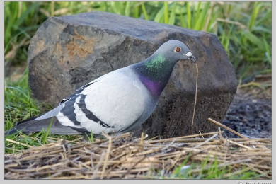 De Ooij bij Nijmegen