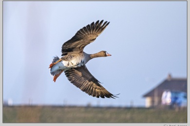 De Ooij bij Nijmegen