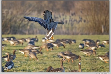 De Ooij bij Nijmegen