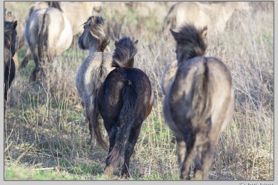 De Ooij bij Nijmegen
