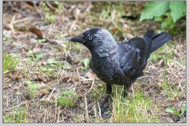 De Ooijpoort bij Nijmegen