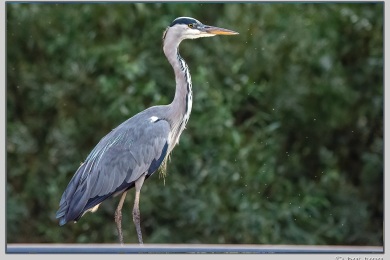De Ooijpoort bij Nijmegen