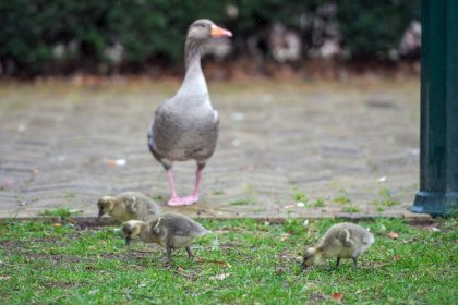Romeinendag in Wijchen 2023